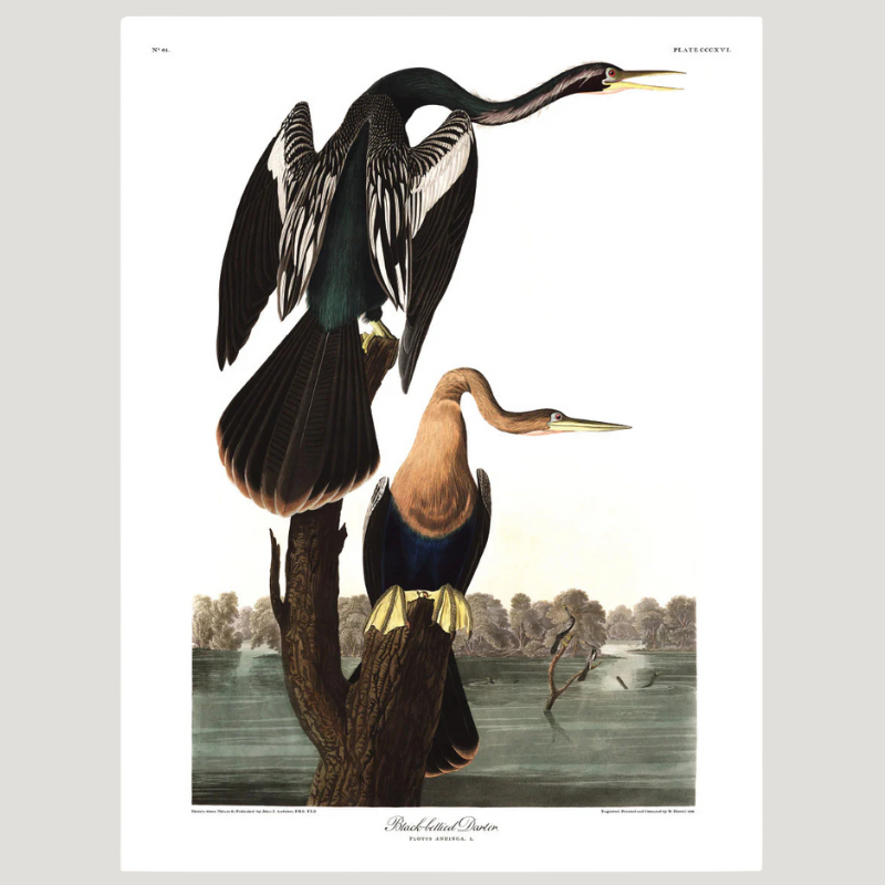 Black-Bellied Darter Birds Framed Art Print - No Frame, Vintage Prints at Uneeka