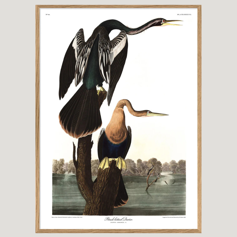 Black-Bellied Darter Birds Framed Art Print - Oak Frame, Vintage Prints at Uneeka