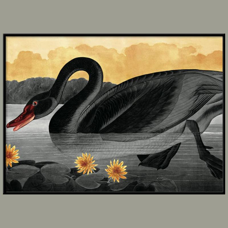 Black Swan Framed Art Print - Black Frame - Uneeka