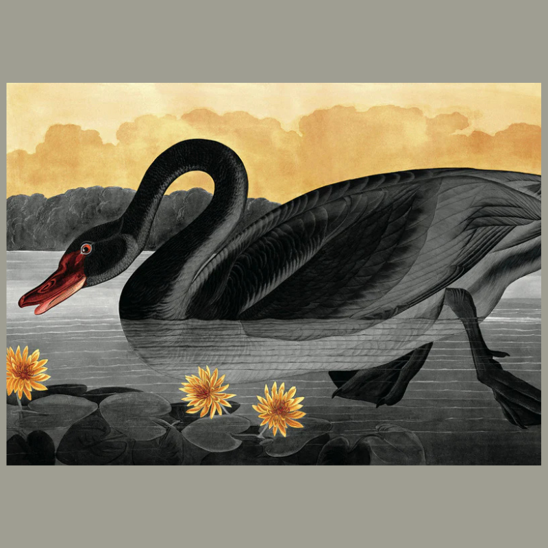 Black Swan Framed Art Print - No Frame - Uneeka