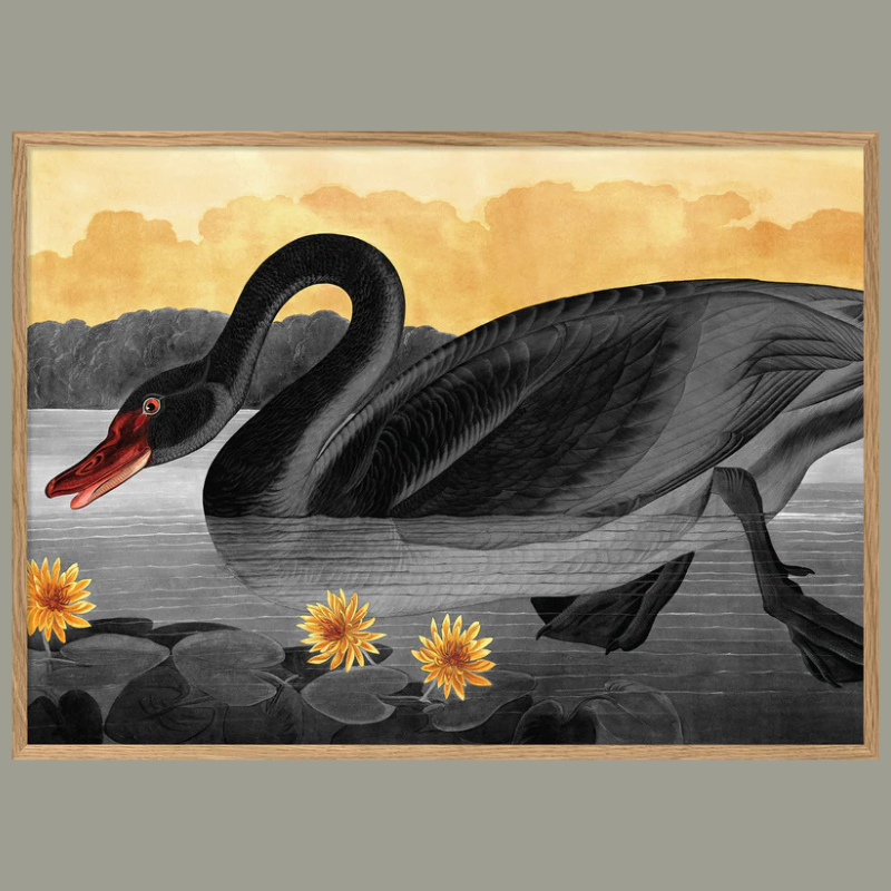 Black Swan Framed Art Print - Oak Frame - Uneeka