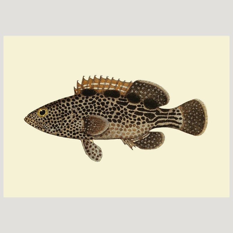 Brown Dotted Fish Framed Art Print - 30x40 4001 - Uneeka
