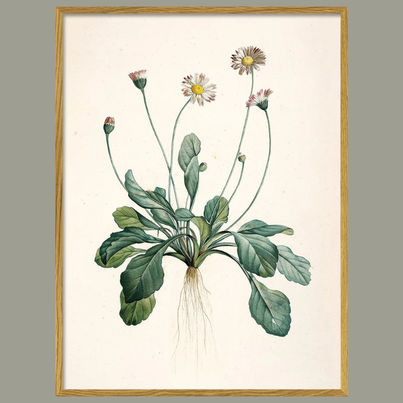 Common Daisy Oak Framed Art Print - Uneeka