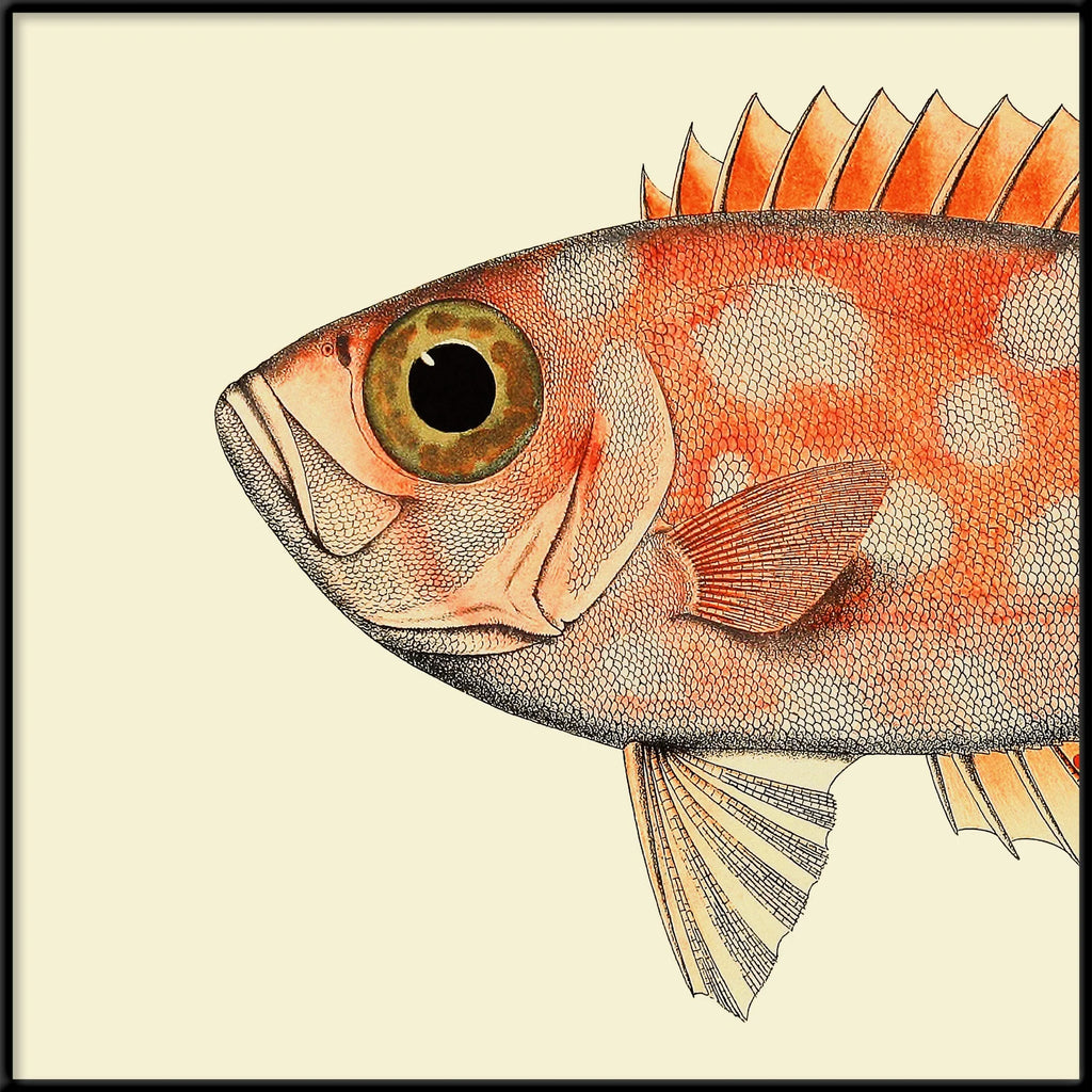 Dotted Orange Fish Head Framed Print Black Frame 30x30 61x61