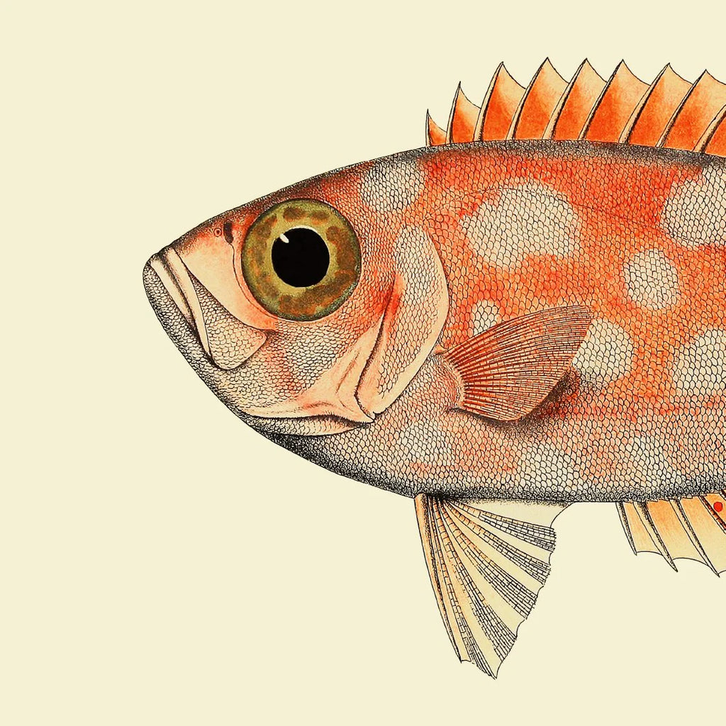 Dotted Orange Fish Head Framed Print No Frame 30x30 61x61
