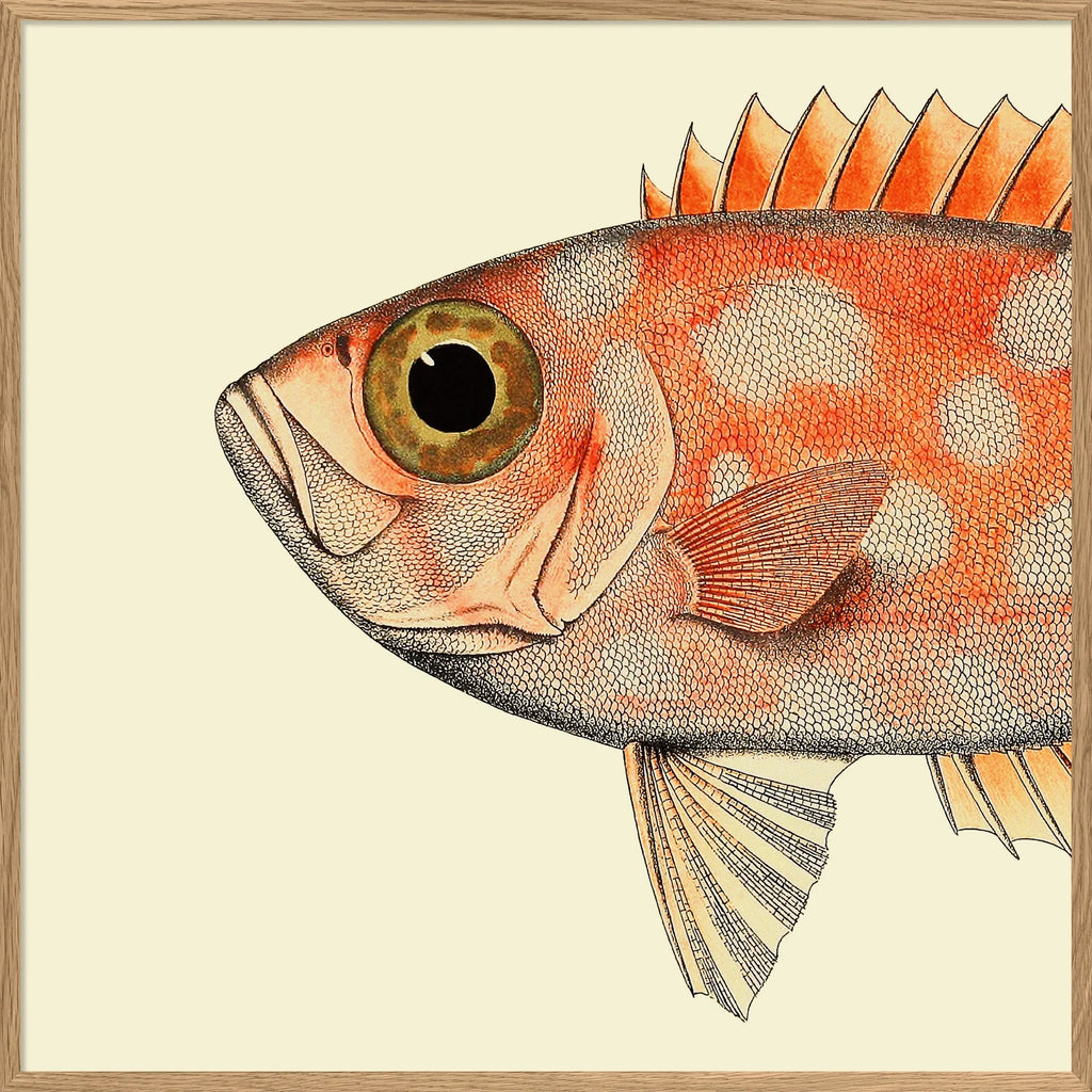 Dotted Orange Fish Head Framed Print Oak Frame 30x30 61x61