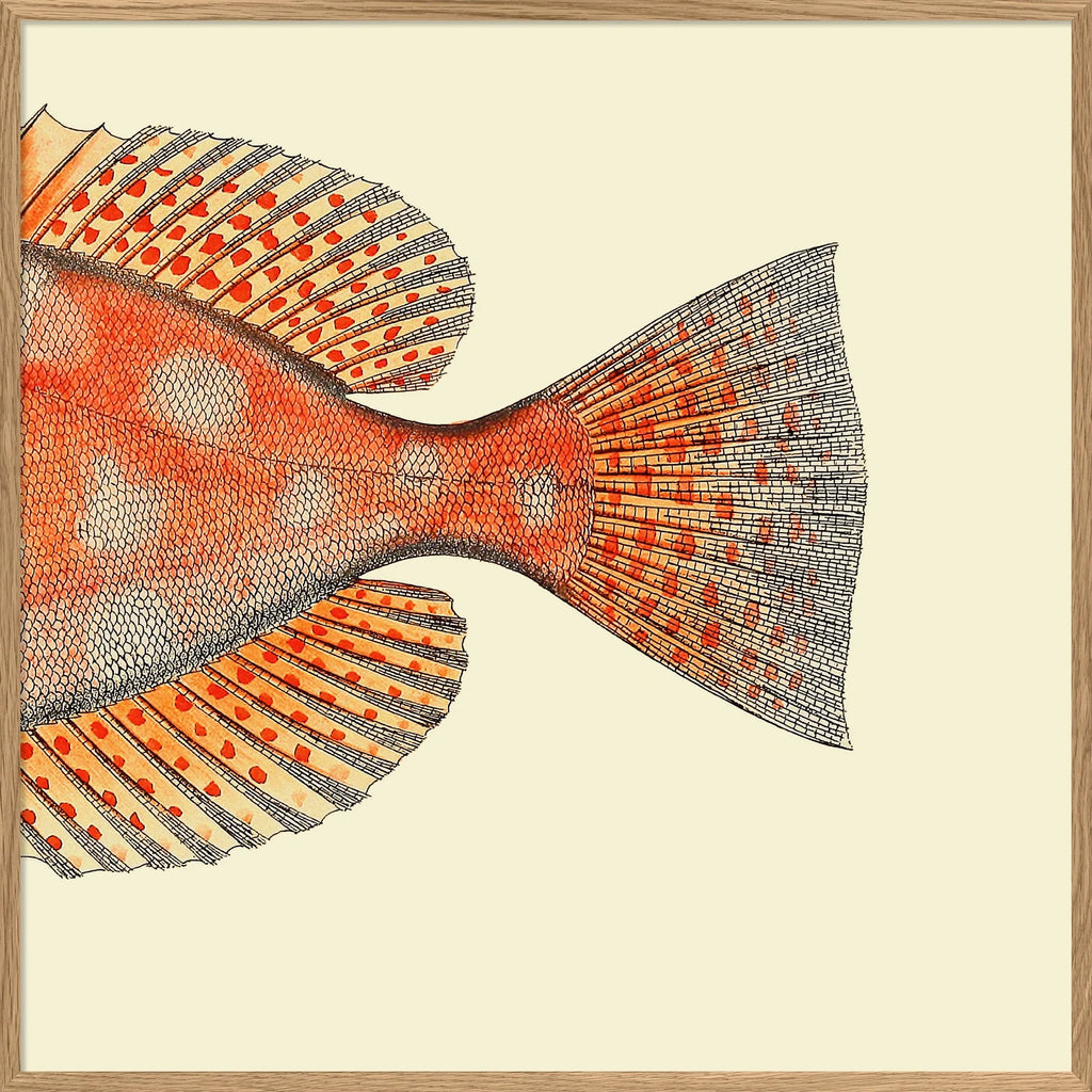 Dotted Orange Fish Tail Framed Print Oak Frame 30x30 61x61