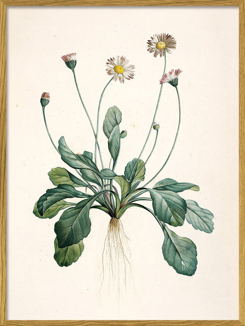 Bellis Perennis Daisy Print in Oak Frame