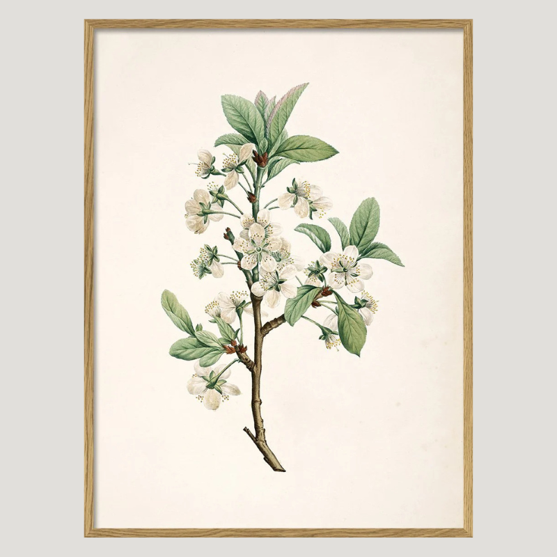European Plum Flower Oak Framed Art Print - Uneeka