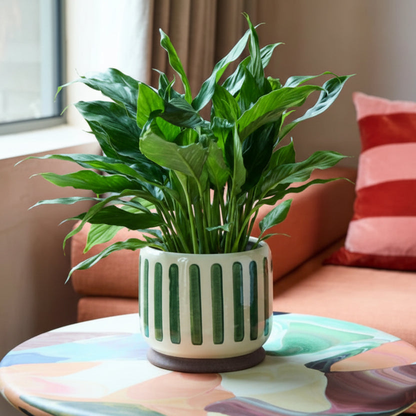 Green Bold Stripe Plant Pots - GCC/STRIPEGN10 - Uneeka