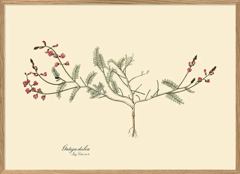 Galega Dubia Herb Framed Art Print Oak Frame 50x70 70x100 100x140