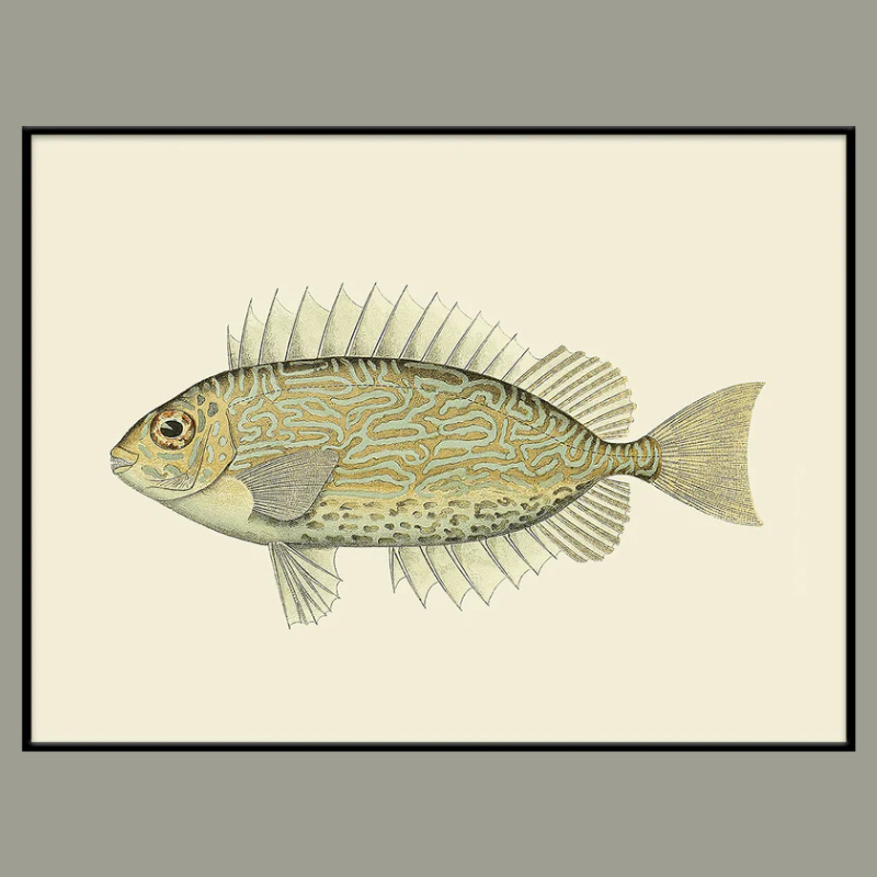 Golden & Blue Fish Framed Art Print - Black Frame - Uneeka