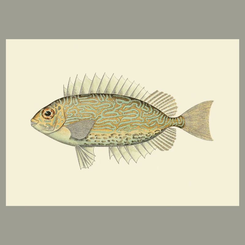 Golden & Blue Fish Framed Art Print - No Frame - Uneeka