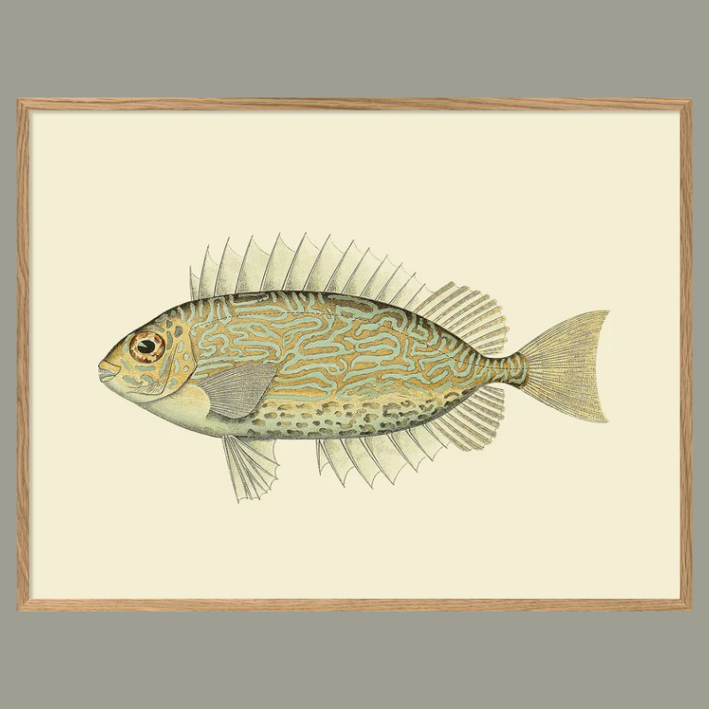 Golden & Blue Fish Framed Art Print - Oak Frame - Uneeka