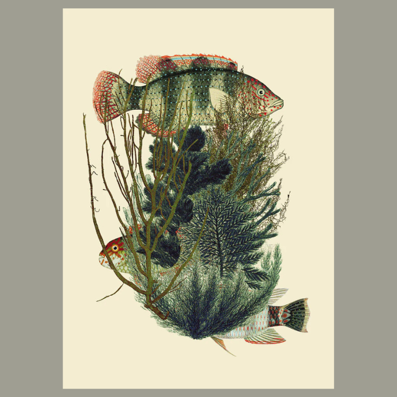 Green Fish with Algae Framed Art Print - No Frame - Uneeka