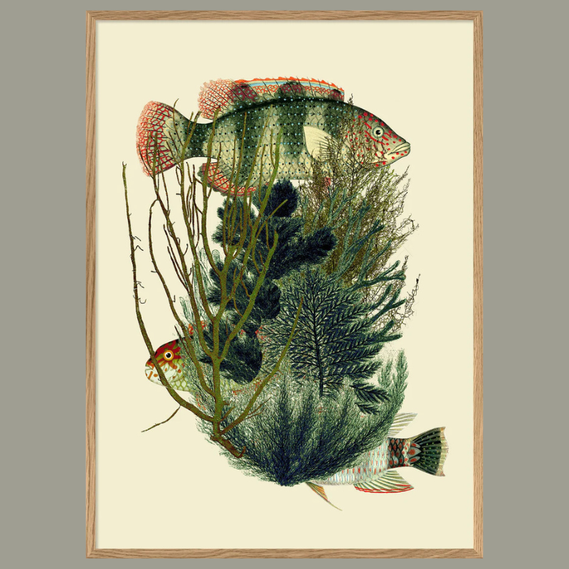 Green Fish with Algae Framed Art Print - Oak Frame - Uneeka