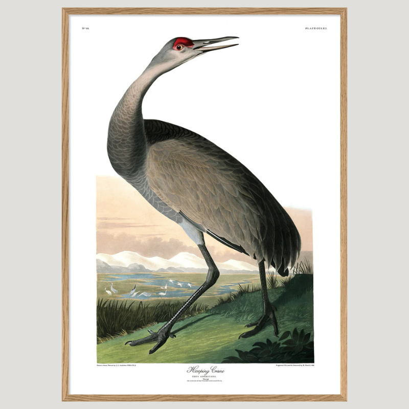 Grey Hooping Crane Framed Art Print - 6519 - Vintage Animal Prints at Uneeka - Oak Frame
