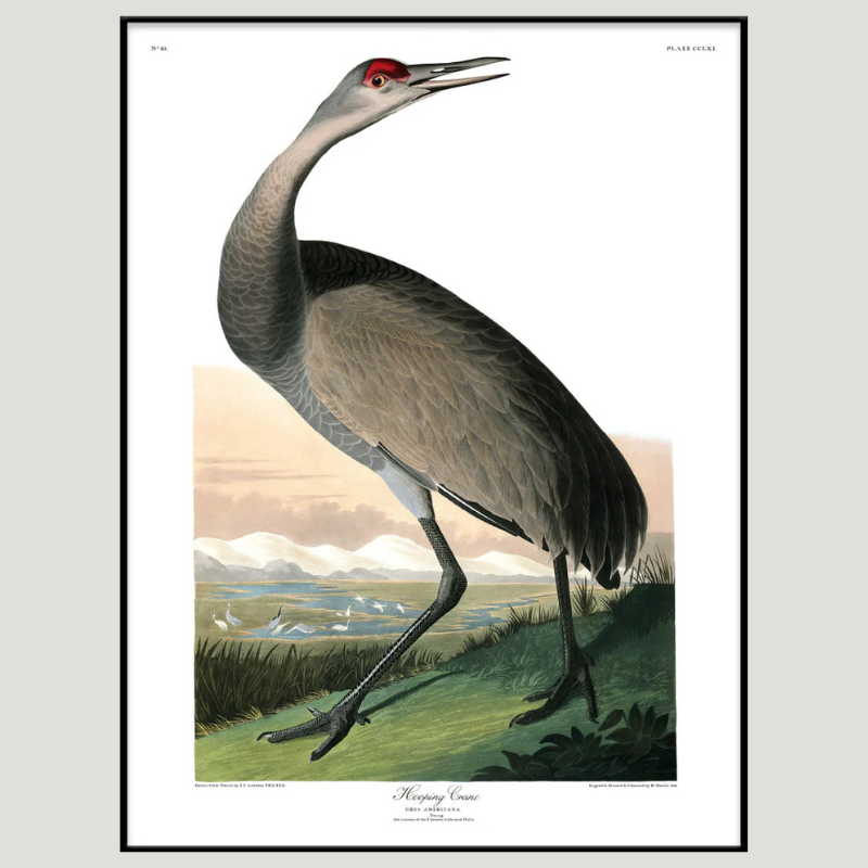 Grey Hooping Crane Framed Art Print - 6519 - Vintage Animal Prints at Uneeka - Black Frame