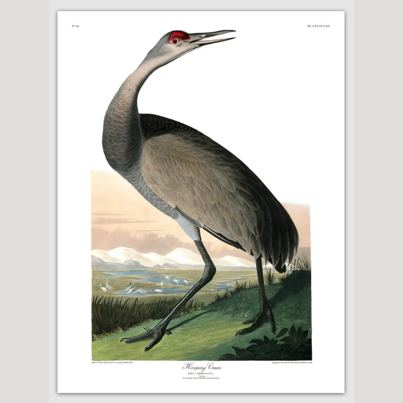 Grey Hooping Crane Framed Art Print - 6519 - Vintage Animal Prints at Uneeka - No Frame