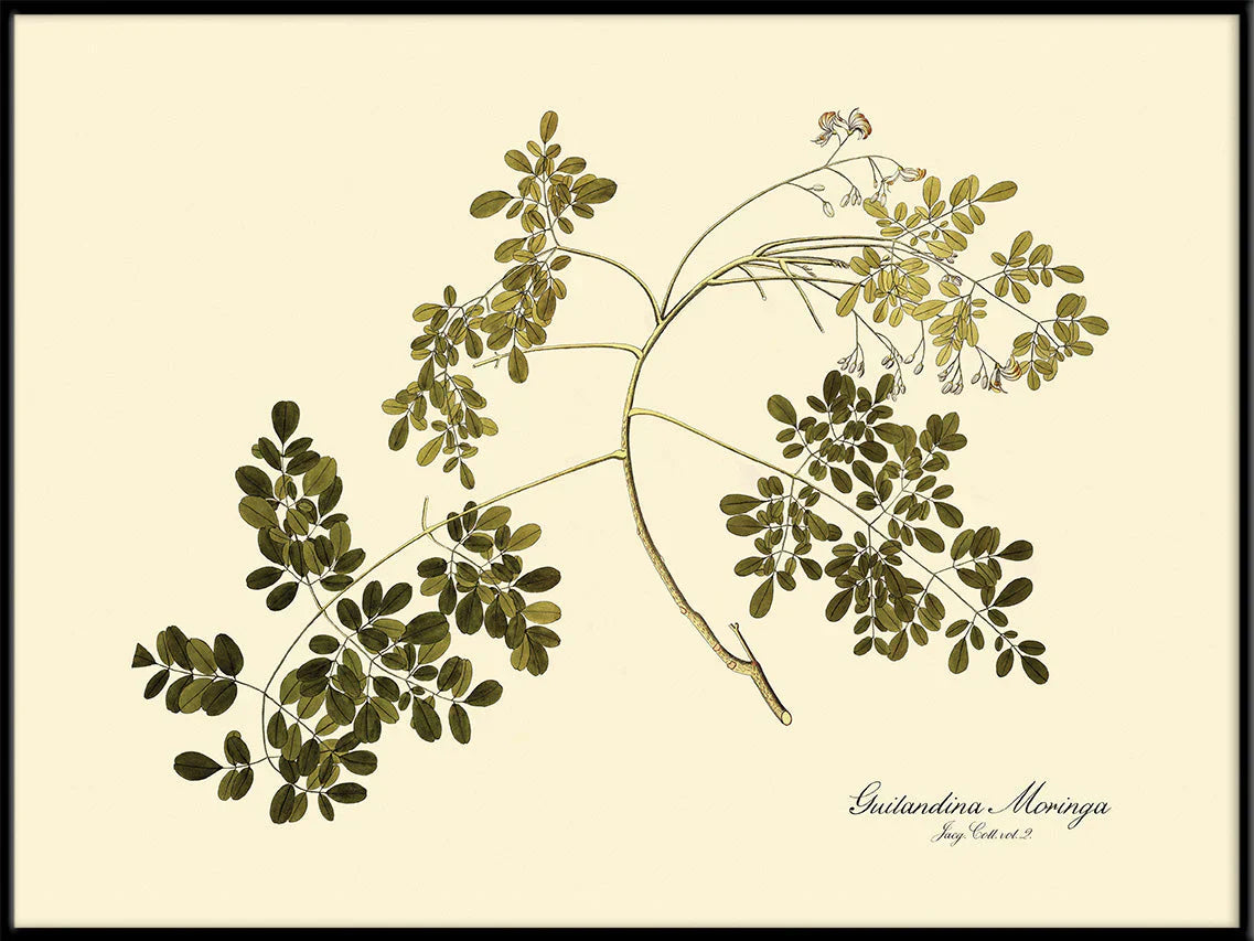 Guilandina Moringa Botanical Art Print Black Frame. Small - 50 x 70 cm. Medium - 70 x 100 cm. Large - 112 x 158 cm