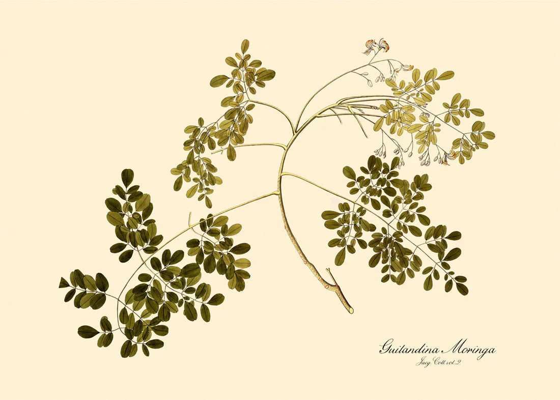Guilandina Moringa Botanical Art Print No Frame. Small - 50 x 70 cm. Medium - 70 x 100 cm. Large - 112 x 158 cm