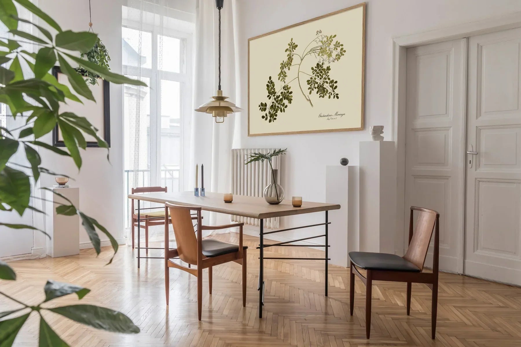 Guilandina Moringa Botanical Art Print Oak Frame on Display - Small - 50 x 70 cm. Medium - 70 x 100 cm. Large - 112 x 158 cm