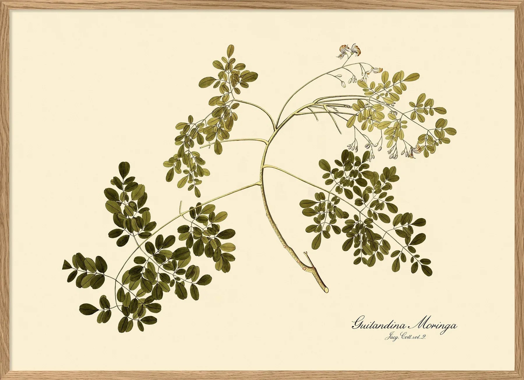 Guilandina Moringa Botanical Art Print Oak Frame. Small - 50 x 70 cm. Medium - 70 x 100 cm. Large - 112 x 158 cm