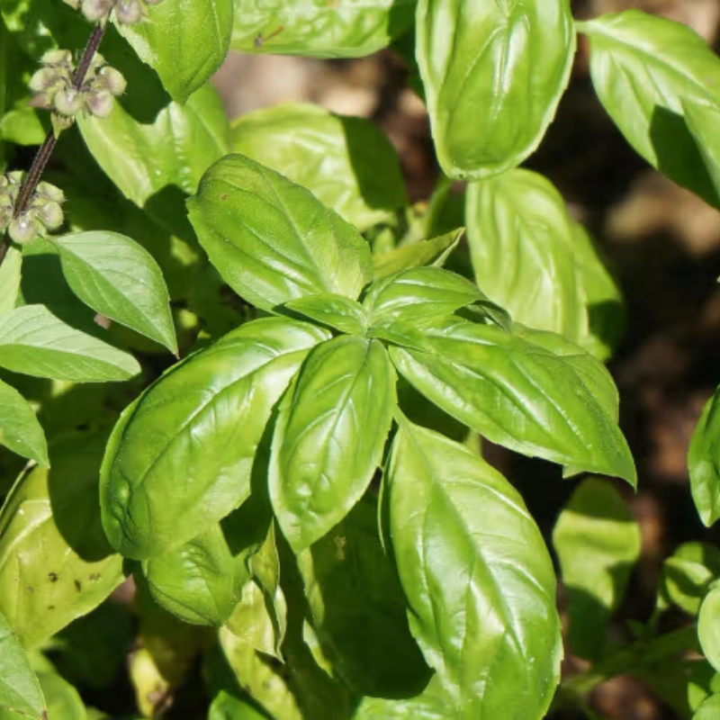 Herboo Seed Pack Basil - Basil 'Sweet Genovese' Seeds - Uneeka