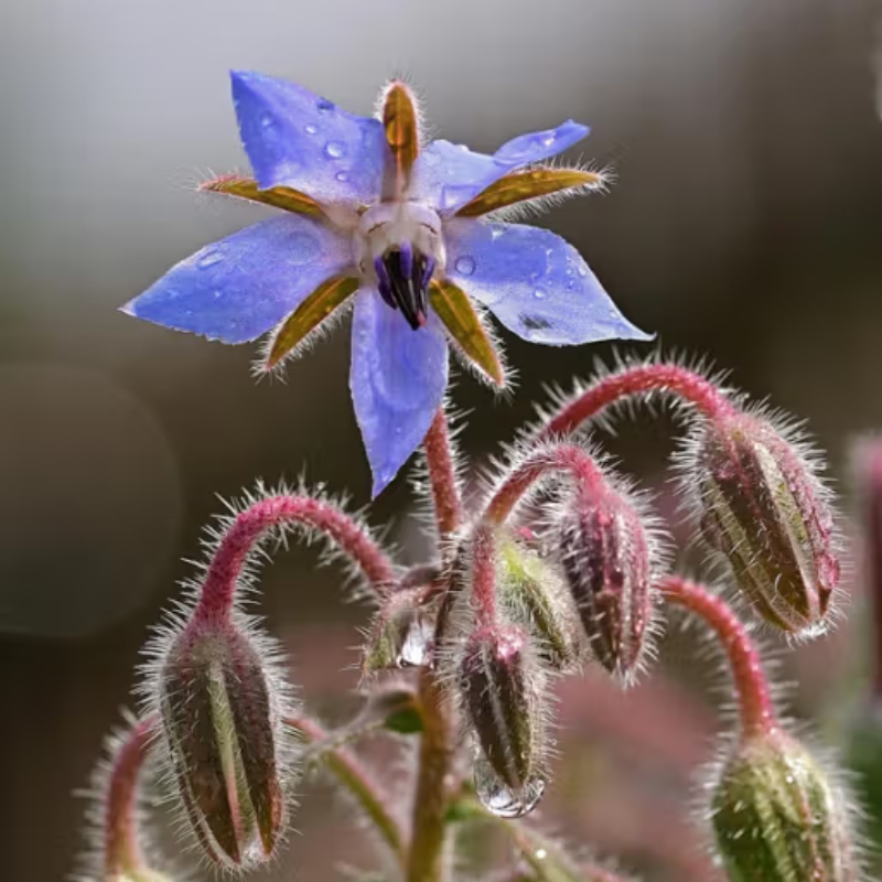 Herboo Seed Pack Borage - Borage Seeds - Uneeka