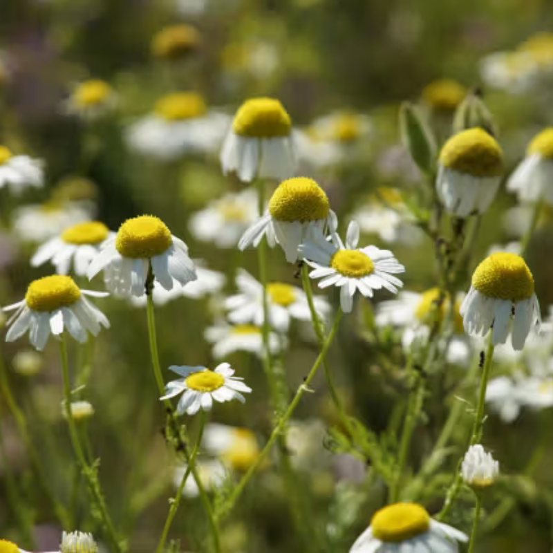 Herboo Seed Pack Chamomile - Roman Chamomile Seeds - Uneeka