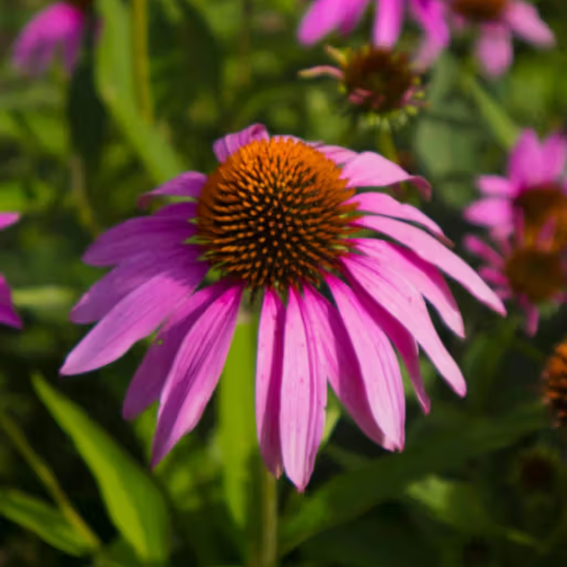 Herboo Seed Pack Echinacea - Echinacea 'Magnus' Seeds - Uneeka