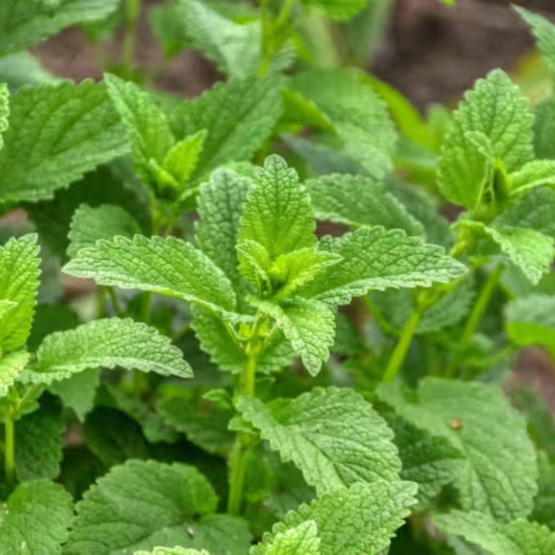 Herboo Seed Pack Lemon Balm - Lemon Balm Seeds - Uneeka