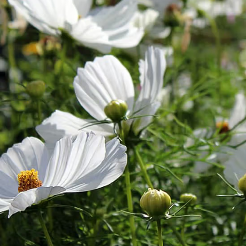 Herboo Seed Pack Purity White Cosmos - Cosmos 'Purity White' Seeds - Uneeka