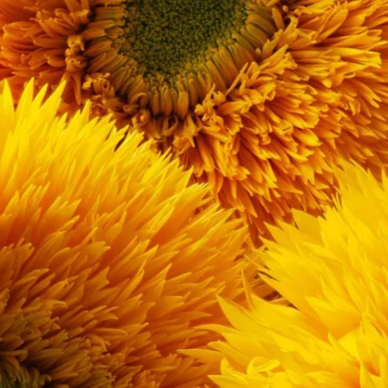 Herboo Seed Pack Teddy Bear Sunflower - Teddy Bear Sunflower Seeds - Uneeka