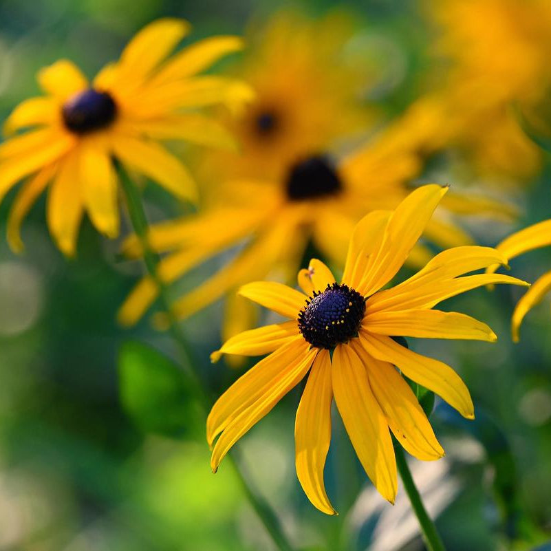 Herboo Seed Pack Rudbeckia Goldstrum Perennial Flowers Uneeka