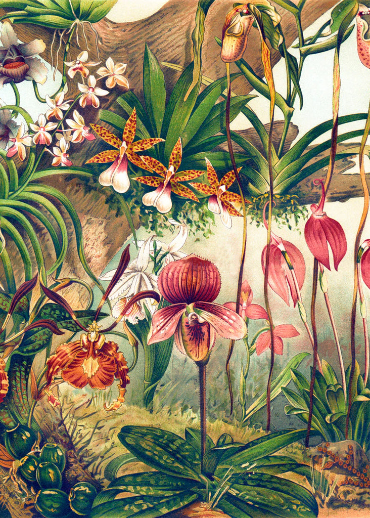 Jungle Orchids Framed Print No Frame