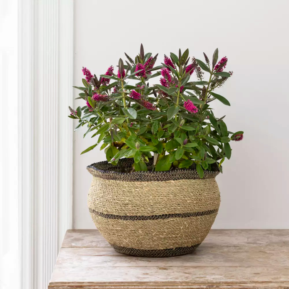 Round Seagrass Natural & Black Planter - LIN25091 - Uneeka