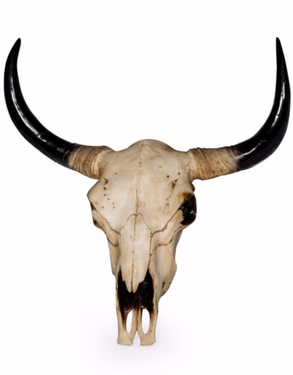 Large Bison Skull With Black Horns Wall Decoration