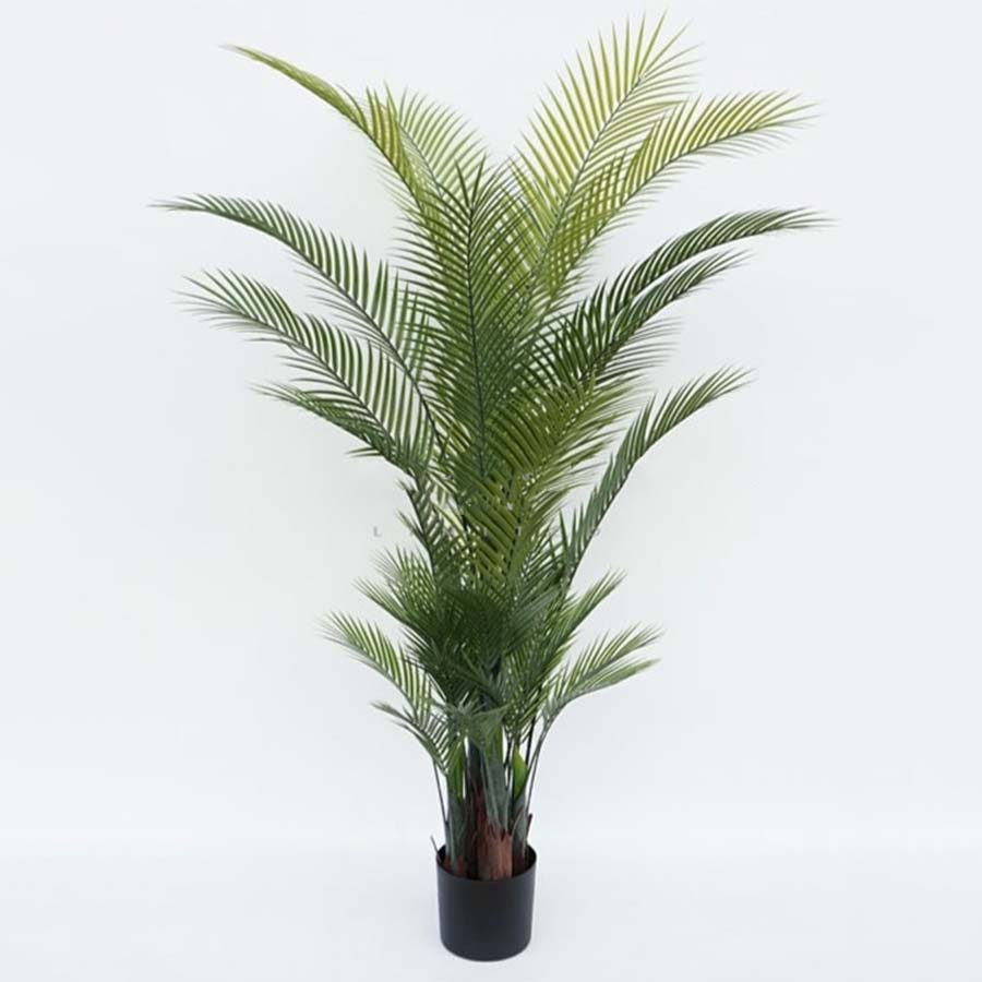 Large Ornamental Palm Tree