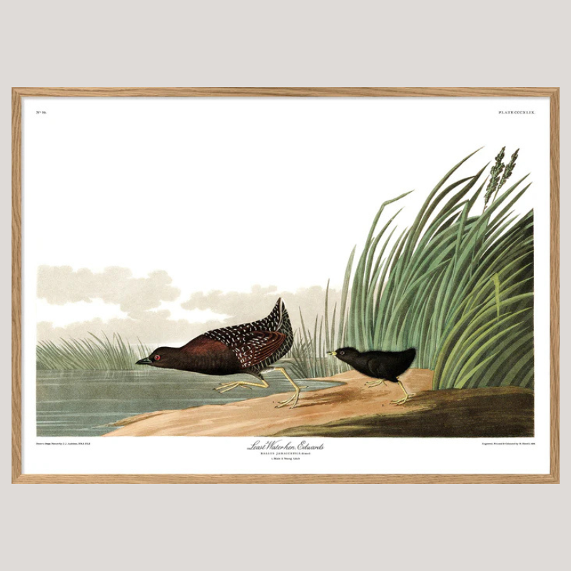Least Waterhen Framed Print - OFG 70x100 6514 - Uneeka