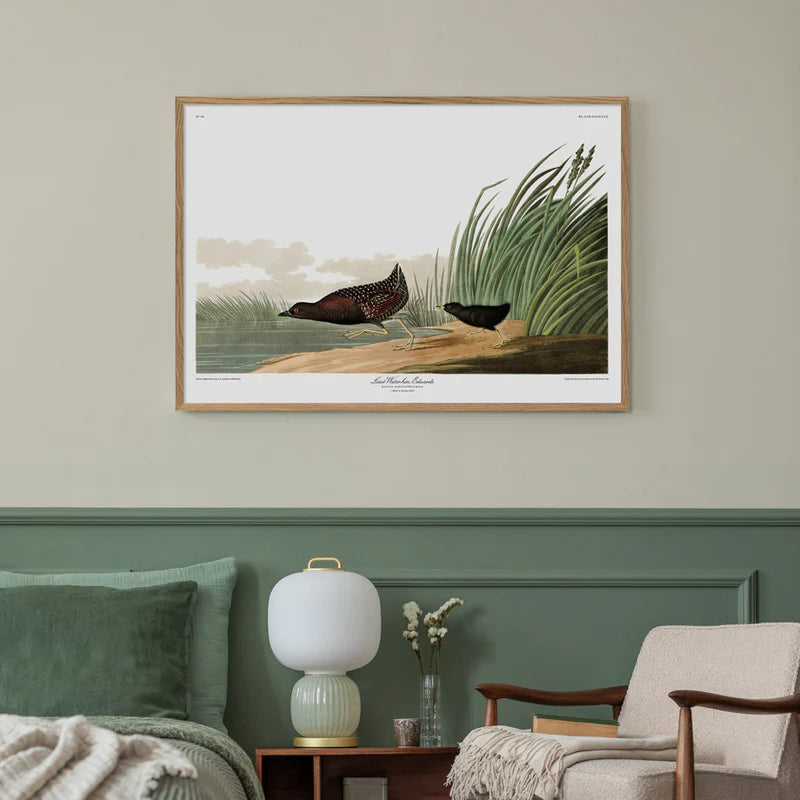 Least Waterhen Framed Print - OFG 70x100 6514 - Uneeka