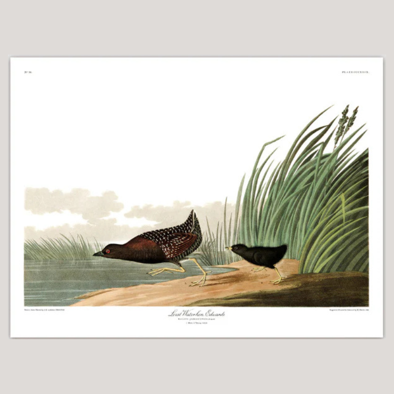 Least Waterhen Framed Print - OFG 70x100 6514 - Uneeka