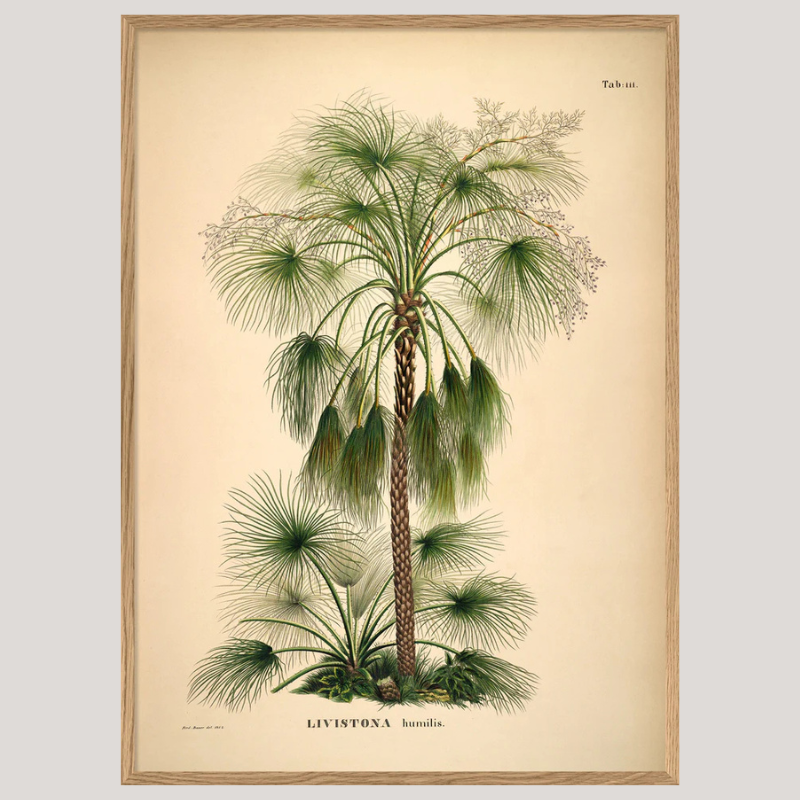 Livistona Humilis Framed Print - OFG 50x70 3507 - Uneeka