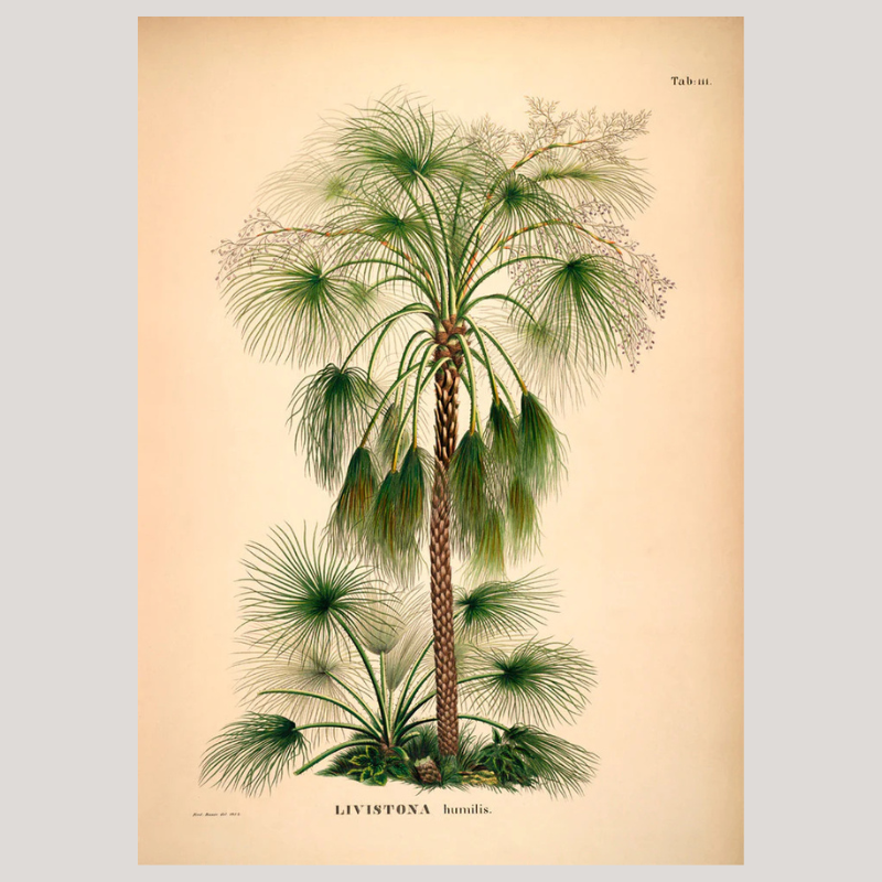 Livistona Humilis Framed Print - OFG 50x70 3507 - Uneeka