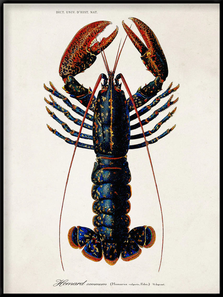 Lobster Framed Art Print Black Frame