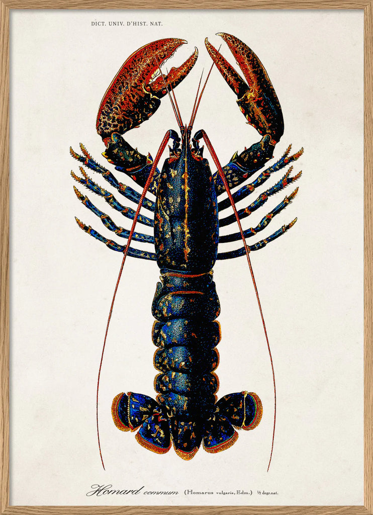 Lobster Framed Art Print Oak Frame