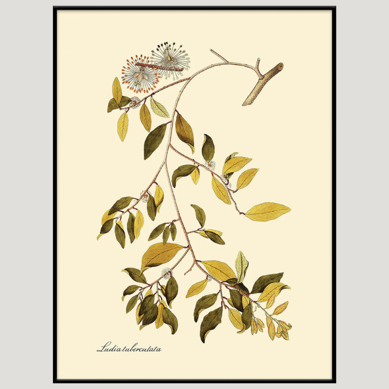 Ludia Tuberculata Botanical Framed Art Print - Black Frame - Uneeka
