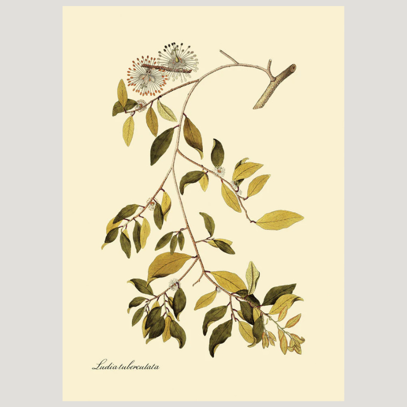 Ludia Tuberculata Botanical Framed Art Print - No Frame - Uneeka