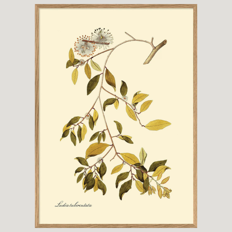 Ludia Tuberculata Botanical Framed Art Print - Oak Frame - Uneeka