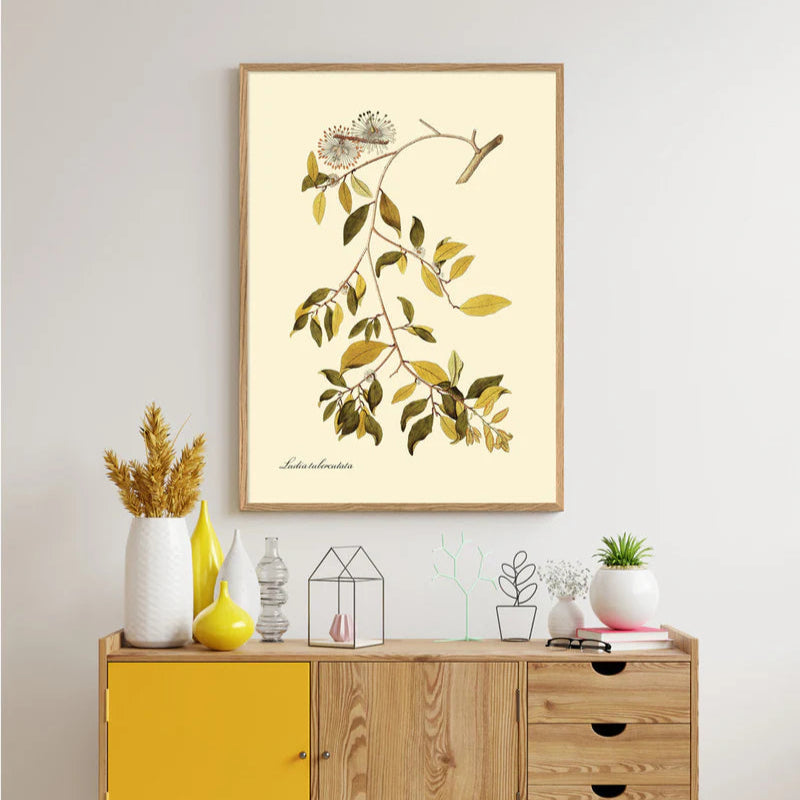 Ludia Tuberculata Botanical Framed Art Print - Oak Frame Lifestyle - Uneeka
